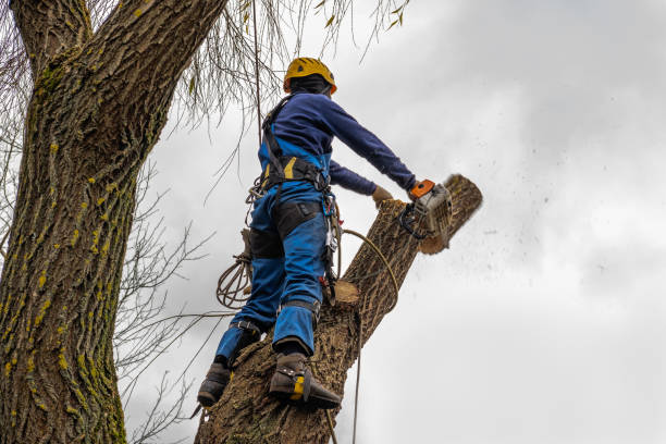  Abernathy, TX Tree Removal Pros