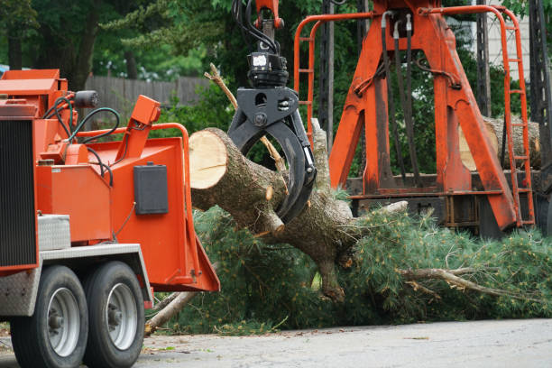 Trusted Abernathy, TX Tree Removal Experts